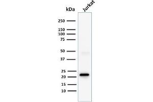 Western Blotting (WB) image for anti-CD3 epsilon (CD3E) (AA 23-119) antibody (ABIN6941033)