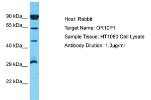 Host: Rabbit Target Name: OR10P1 Sample Type: HT1080 Whole Cell lysates Antibody Dilution: 1. (OR10P1 Antikörper  (C-Term))