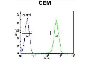 CRCT1 Antibody (N-term) flow cytometric analysis of CEM cells (right histogram) compared to a negative control cell (left histogram). (CRCT1 Antikörper  (N-Term))