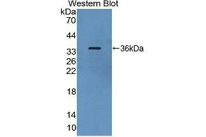 Western blot analysis of the recombinant protein. (PDE4B Antikörper  (AA 500-736))