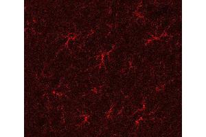 Indirect immunostaining of a PFA fixed rat hippocampus section (dilution 1 : 500). (GLN1 Antikörper)