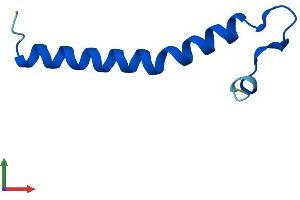 Protein Structure (PS) image for Translocase of Outer Mitochondrial Membrane 7 Homolog (TOMM7) (AA 1-55) protein (Fc Tag) (ABIN7544502)