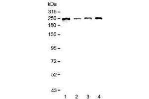 Western blot testing of human 1) MCF7, 2) COLO-320, 3) 22RV1 and 4) SGC-7901 lysate with SCRIB antibody at 0. (SCRIB Antikörper)