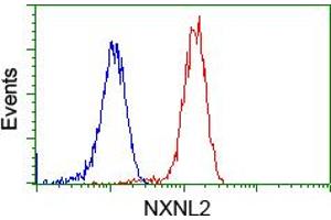 Image no. 4 for anti-Nucleoredoxin-Like 2 (NXNL2) antibody (ABIN1499887) (NXNL2 Antikörper)