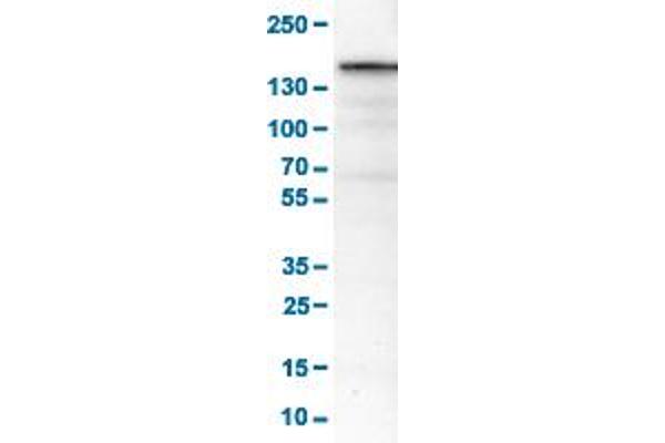 MKL2 Antikörper  (AA 136-273)