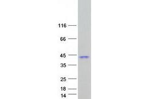 Validation with Western Blot (Enkephalin Protein (Transcript Variant 1) (Myc-DYKDDDDK Tag))