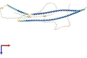 Keratin 77 Protein (KRT77) (AA 1-578) (His tag)
