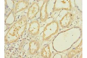 Immunohistochemistry of paraffin-embedded human kidney tissue using ABIN7160762 at dilution of 1:100 (OGG1 Antikörper  (AA 1-345))