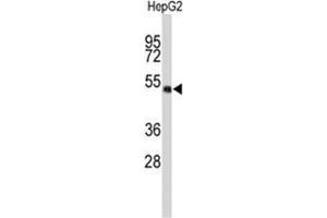 Western blot analysis of WDR37 Antibody (C-term) in HepG2 cell line lysates (35 µg/lane). (WDR37 Antikörper  (C-Term))