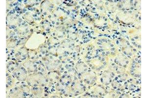 Immunohistochemistry of paraffin-embedded human pancreatic tissue using ABIN7171227 at dilution of 1:100 (Syntaxin 12 Antikörper  (AA 1-250))