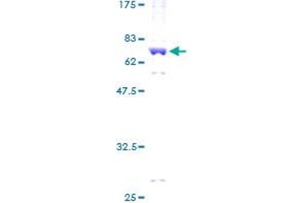 PRKACG Protein (AA 1-351) (GST tag)