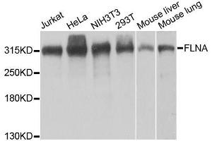 Western blot analysis of extracts of various cell lines, using FLNA antibody. (Filamin A Antikörper  (AA 2348-2647))