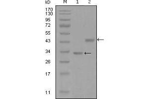 Western blot analysis using SKP2 mouse mAb against truncated Trx-SKP2 recombinant protein (1) and GST-SKP2 (aa1-130) recombinant protein (2).