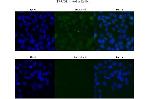 Sample Type : HeLa  Primary Antibody Dilution: 4 ug/ml  Secondary Antibody : Anti-rabbit Alexa 546  Secondary Antibody Dilution: 2 ug/ml  Gene Name : TEAD4 (TEAD4 Antikörper  (Middle Region))