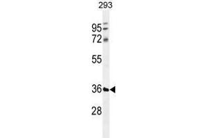 TMCO5B Antibody (C-term) western blot analysis in 293 cell line lysates (35 µg/lane). (TMCO5B Antikörper  (C-Term))