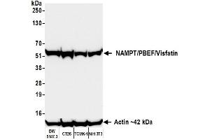 Western Blotting (WB) image for anti-Nicotinamide phosphoribosyltransferase (NAMPT) (AA 400-450) antibody (ABIN7454014)