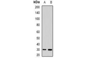 Western blot analysis of UPIb expression in HEK293T (A), mouse skin (B) whole cell lysates. (Uroplakin 1B Antikörper)