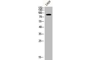 Western Blot analysis of L929 cells using CLC-6 Polyclonal Antibody (CLCN6 Antikörper  (Internal Region))