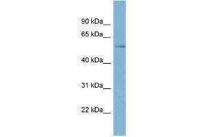 WB Suggested Anti-MARVELD2 Antibody Titration:  0. (Tricellulin Antikörper  (Middle Region))