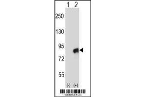 Western blot analysis of CUL4A using rabbit polyclonal CUL4A Antibody using 293 cell lysates (2 ug/lane) either nontransfected (Lane 1) or transiently transfected (Lane 2) with the CUL4A gene. (Cullin 4A Antikörper  (N-Term))