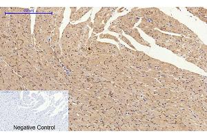 Immunohistochemical analysis of paraffin-embedded rat heart tissue. (Connexin 43/GJA1 Antikörper  (AA 310-390))