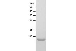 Western Blotting (WB) image for BRICK1, SCAR/WAVE Actin-Nucleating Complex Subunit (BRK1) (AA 1-75) protein (His tag) (ABIN7288084) (BRK1 Protein (AA 1-75) (His tag))