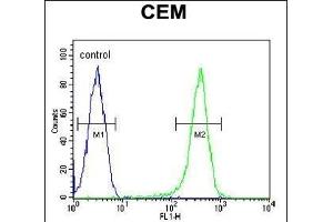COX10 Antibody (C-term) (ABIN654671 and ABIN2844366) flow cytometric analysis of CEM cells (right histogram) compared to a negative control cell (left histogram). (COX10 Antikörper  (C-Term))
