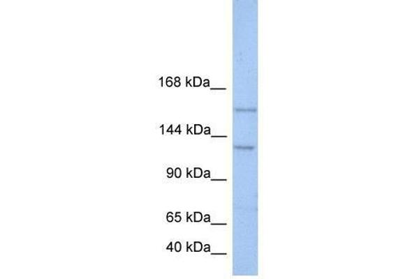 BRPF3 Antikörper  (N-Term)