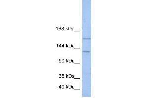 BRPF3 antibody used at 0. (BRPF3 Antikörper  (N-Term))