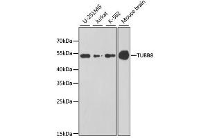 Western blot analysis of extracts of various cell lines, using TUBB8 antibody. (Tubulin, beta 8 Antikörper)