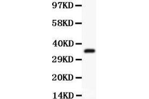 Anti-ATF1 Picoband antibody,  All lanes: Anti ATF1  at 0. (AFT1 Antikörper  (AA 1-271))