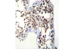 LHB Antibody (C-term) (ABIN392518 and ABIN2842078) immunohistochemistry analysis in formalin fixed and paraffin embedded human testis tissue followed by peroxidase conjugation of the secondary antibody and DAB staining. (LHB Antikörper  (C-Term))