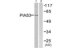 Western Blotting (WB) image for anti-Protein Inhibitor of Activated STAT, 3 (PIAS3) (N-Term) antibody (ABIN1848836) (PIAS3 Antikörper  (N-Term))