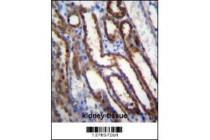 NXN Antibody immunohistochemistry analysis in formalin fixed and paraffin embedded human kidney tissue followed by peroxidase conjugation of the secondary antibody and DAB staining. (NXN Antikörper  (AA 221-249))