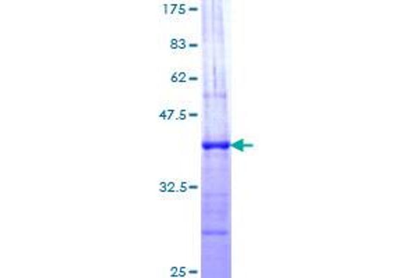 NCOA1 Protein (AA 284-393) (GST tag)