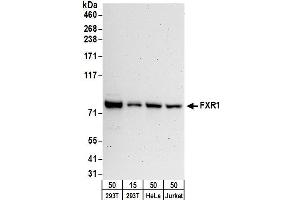 Western Blotting (WB) image for anti-Fragile X Mental Retardation, Autosomal Homolog 1 (FXR1) (AA 571-621) antibody (ABIN7450262) (FXR1 Antikörper  (AA 571-621))
