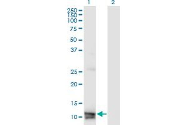 Motilin anticorps  (AA 1-115)