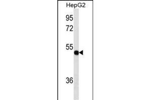 TXNDC5 Antibody (Center) (ABIN1537811 and ABIN2849809) western blot analysis in HepG2 cell line lysates (35 μg/lane). (TXNDC5 Antikörper  (AA 128-155))