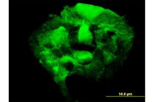Immunofluorescence (IF) image for anti-3'-phosphoadenosine 5'-phosphosulfate Synthase 2 (PAPSS2) (AA 513-612) antibody (ABIN563924)