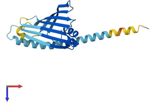 SLMO2 Protein (AA 1-194) (His tag)