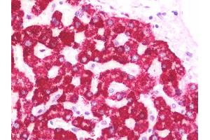 Anti-HMGCS2 antibody IHC staining of human liver.