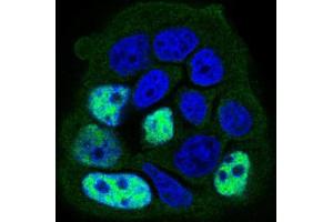 Immunofluorescence analysis of MCF-7 cells using PPP1CB mouse mAb (green).