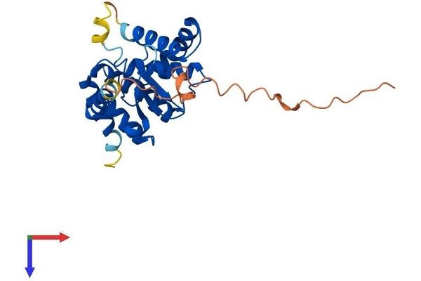 XRCC6BP1 Protein (AA 1-246) (His tag)