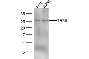 Lane 1: Mouse lung lysates; Lane 2: U251 cell lysates probed with Anti–TRAIL Polyclonal Antibody, Unconjugated  at 1:5000 for 90 min at 37˚C. (TRAIL Antikörper  (AA 185-281))