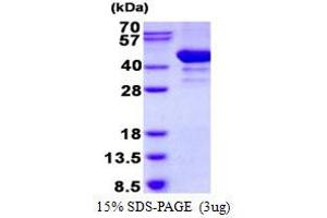 Image no. 1 for ADP-Ribosylation Factor Interacting Protein 2 (ARFIP2) protein (His tag) (ABIN1098383)