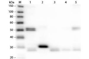 Western Blot of Anti-Rat IgG (H&L) (DONKEY) Antibody (Min X Bv Ch Gt GP Ham Hs Hu Ms Rb & Sh Serum Proteins) . (Esel anti-Ratte IgG (Heavy & Light Chain) Antikörper - Preadsorbed)