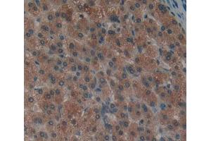 Used in DAB staining on fromalin fixed paraffin- embedded liver tissue (PTPN12 Antikörper  (AA 1-293))