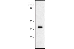 Western blot of human Ramos B cell line (MICA Antikörper  (PE))