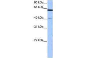 Western Blotting (WB) image for anti-Amyloid beta Precursor Protein (Cytoplasmic Tail) Binding Protein 2 (APPBP2) antibody (ABIN2463498) (APPBP2 Antikörper)