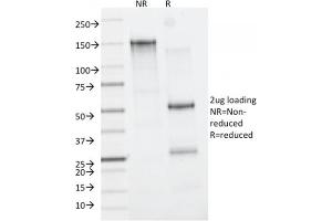 SDS-PAGE Analysis Purified CD163-Monospecific Mouse Monoclonal Antibody (M130/2162). (CD163 Antikörper  (AA 43-196))